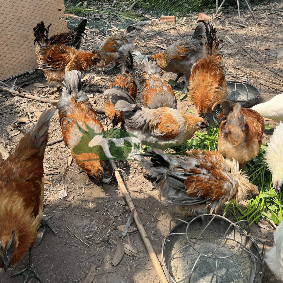 Bán gà H'mông đen giống chất lượng cao tại phường Sài Gòn thành phố Hồ Chí Minh