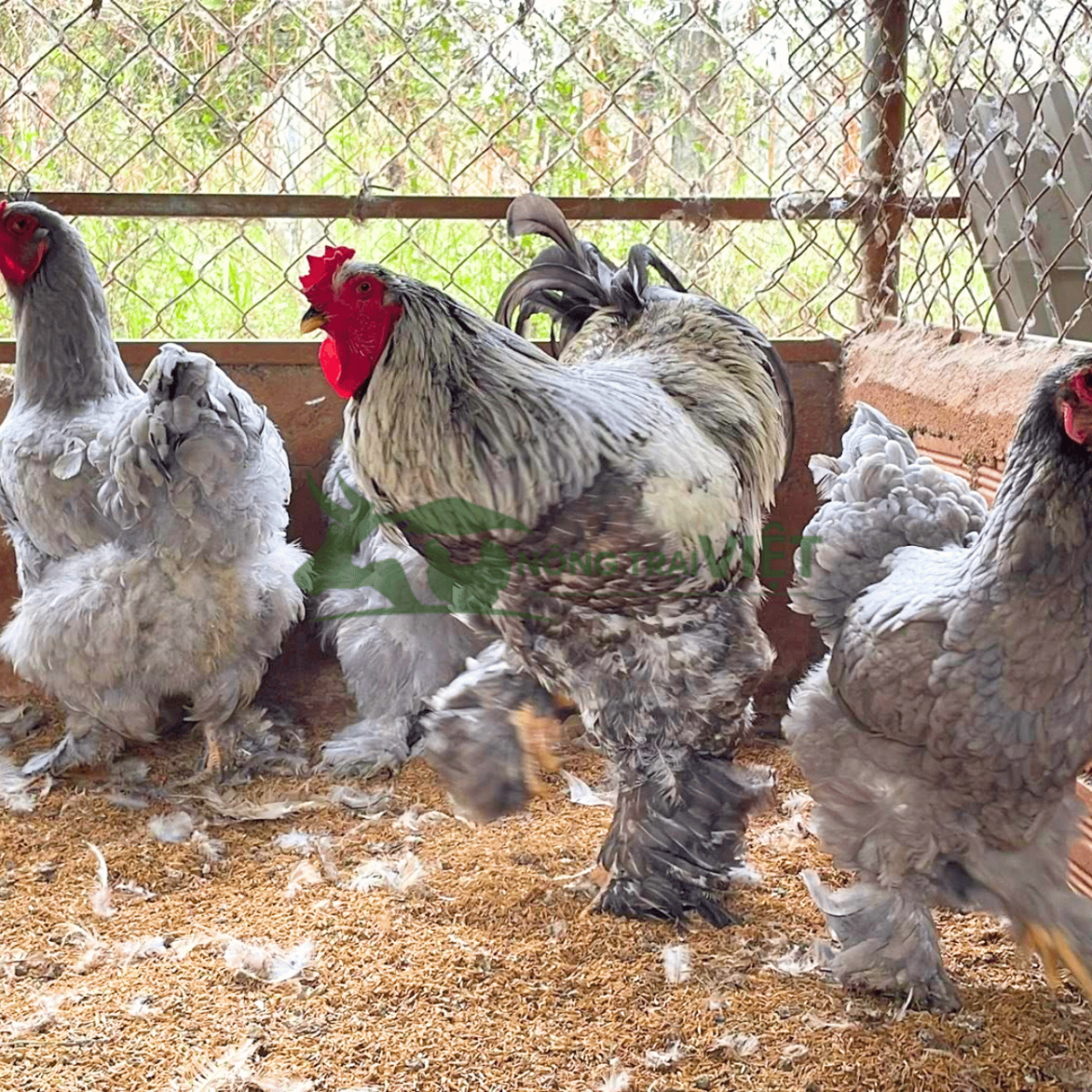 Gà Kỳ Lân Brahma trưởng thành khổng lồ với bộ lông chân đặc trưng