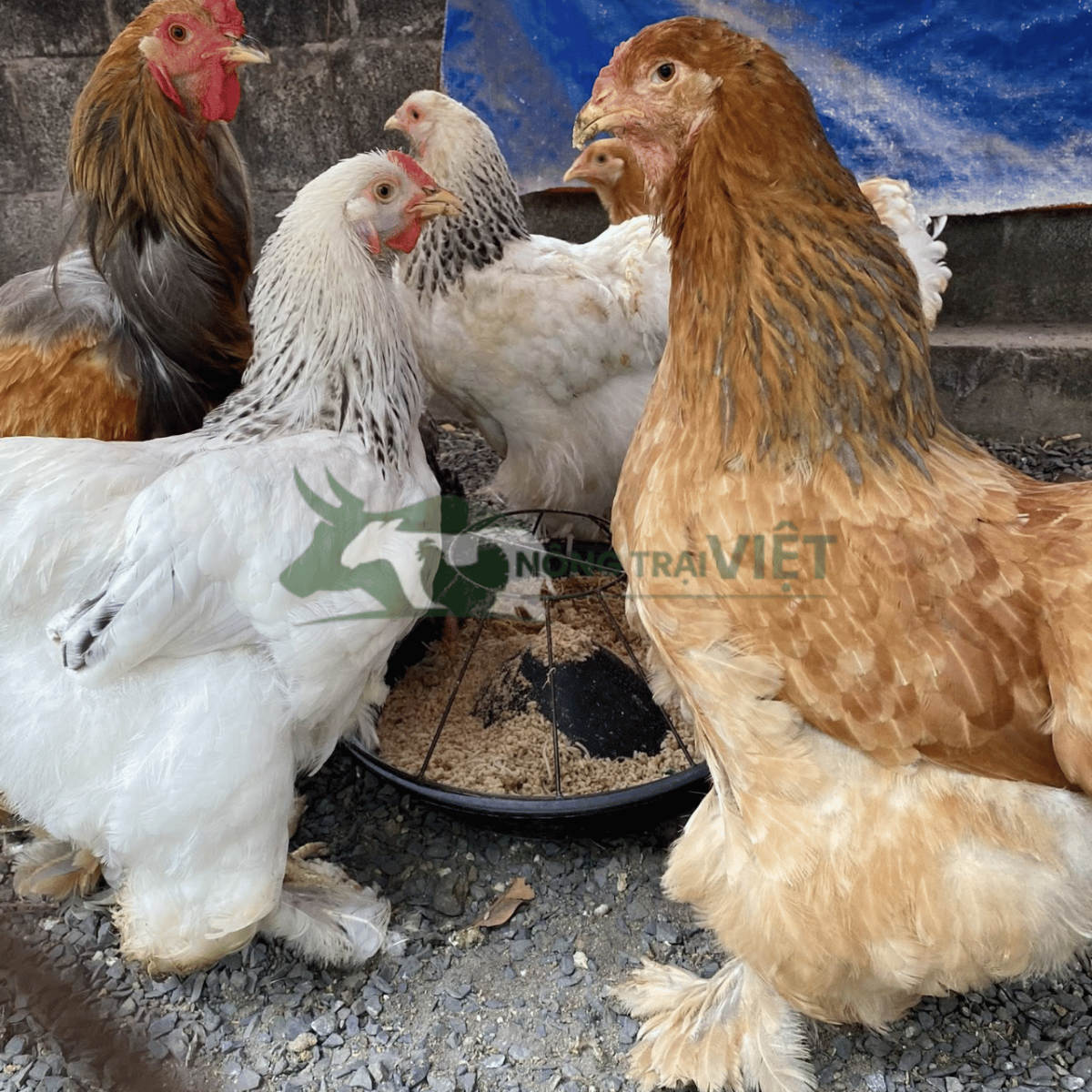 Bán gà Kỳ Lân Brahma giống chất lượng cao tại phường Sài Gòn thành phố Hồ Chí Minh