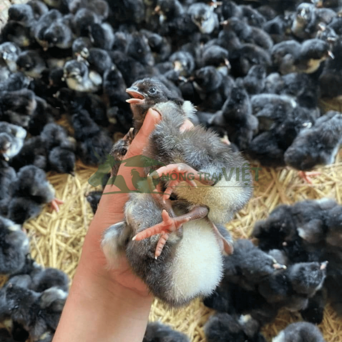 Bán gà lai chọi đen giống chất lượng cao tại phường Sài Gòn thành phố Hồ Chí Minh