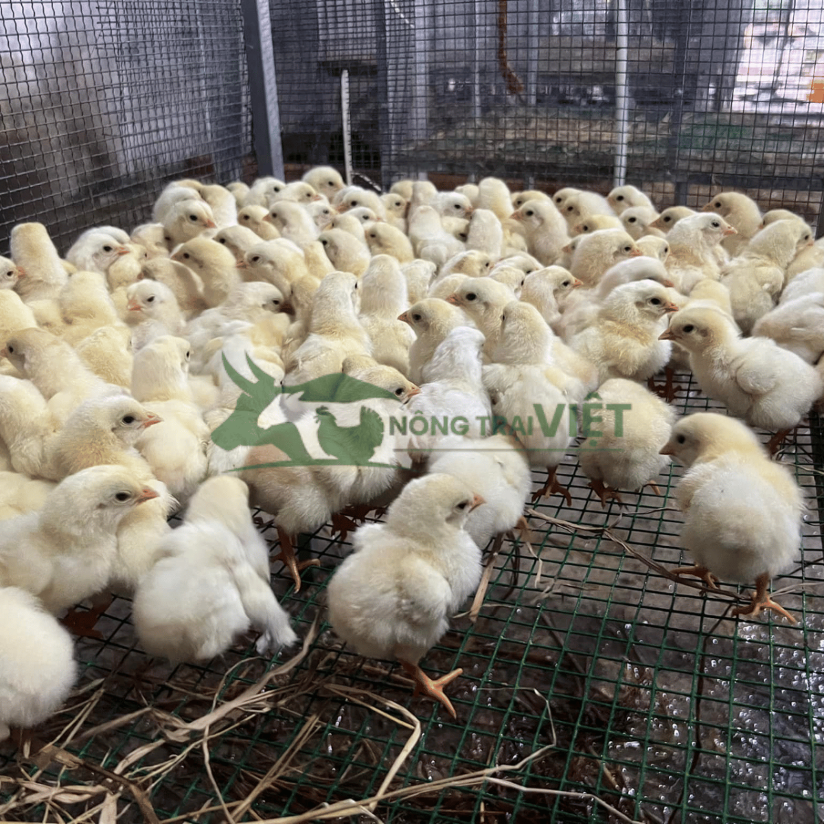 Gà Mía con giống tiêm phòng đầy đủ tại Nông Trại Việt