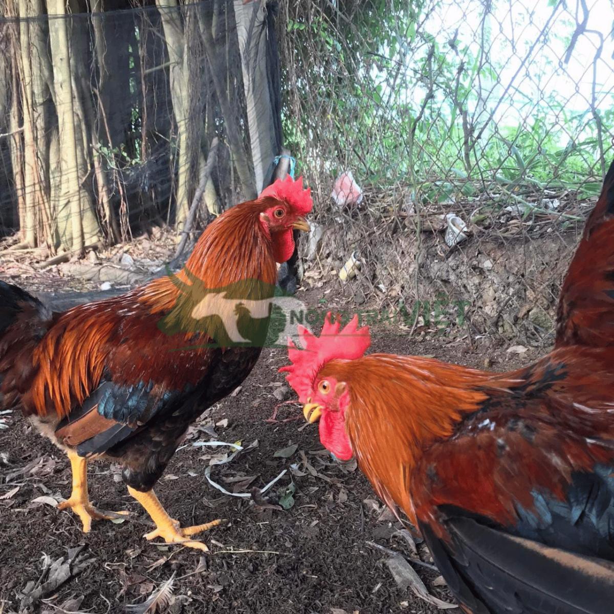 Đặc điểm ngoại hình gà Mía Sơn Tây thuần chủng thịt ngon da vàng