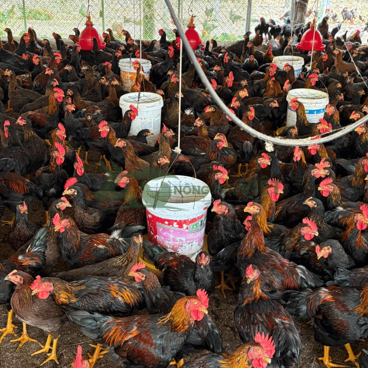 Bán gà Minh Dư giống chất lượng cao tại phường Sài Gòn thành phố Hồ Chí Minh
