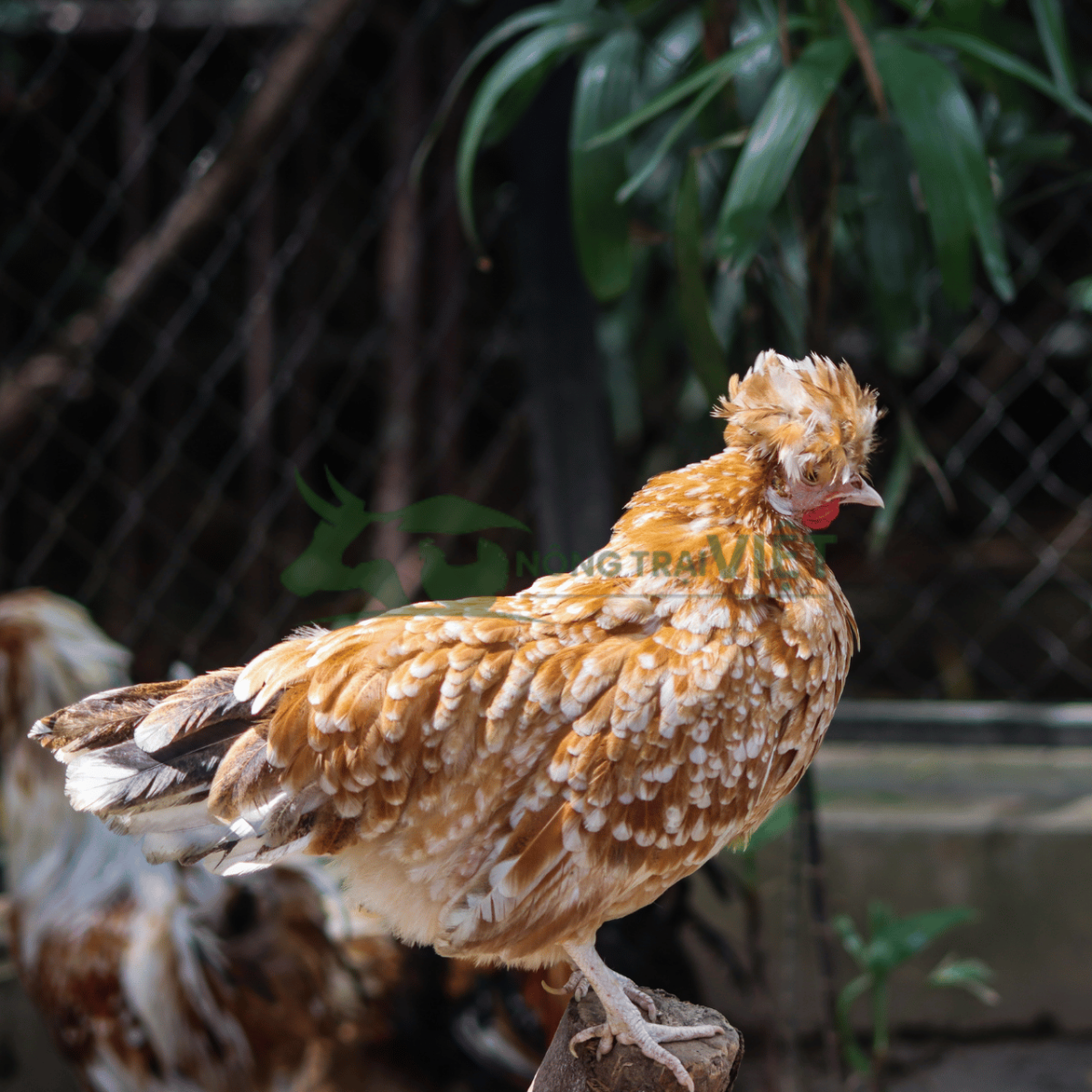 Bán gà Quý Phi giống chất lượng cao tại phường Sài Gòn thành phố Hồ Chí Minh