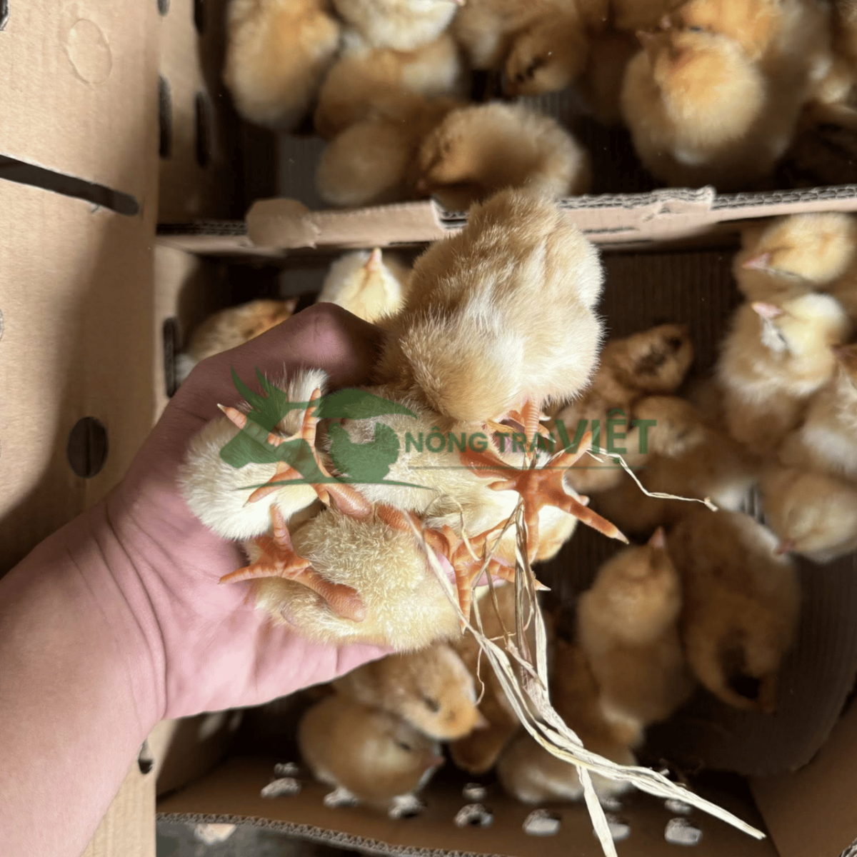 Bán gà ri lai giống chất lượng cao tại phường Sài Gòn thành phố Hồ Chí Minh