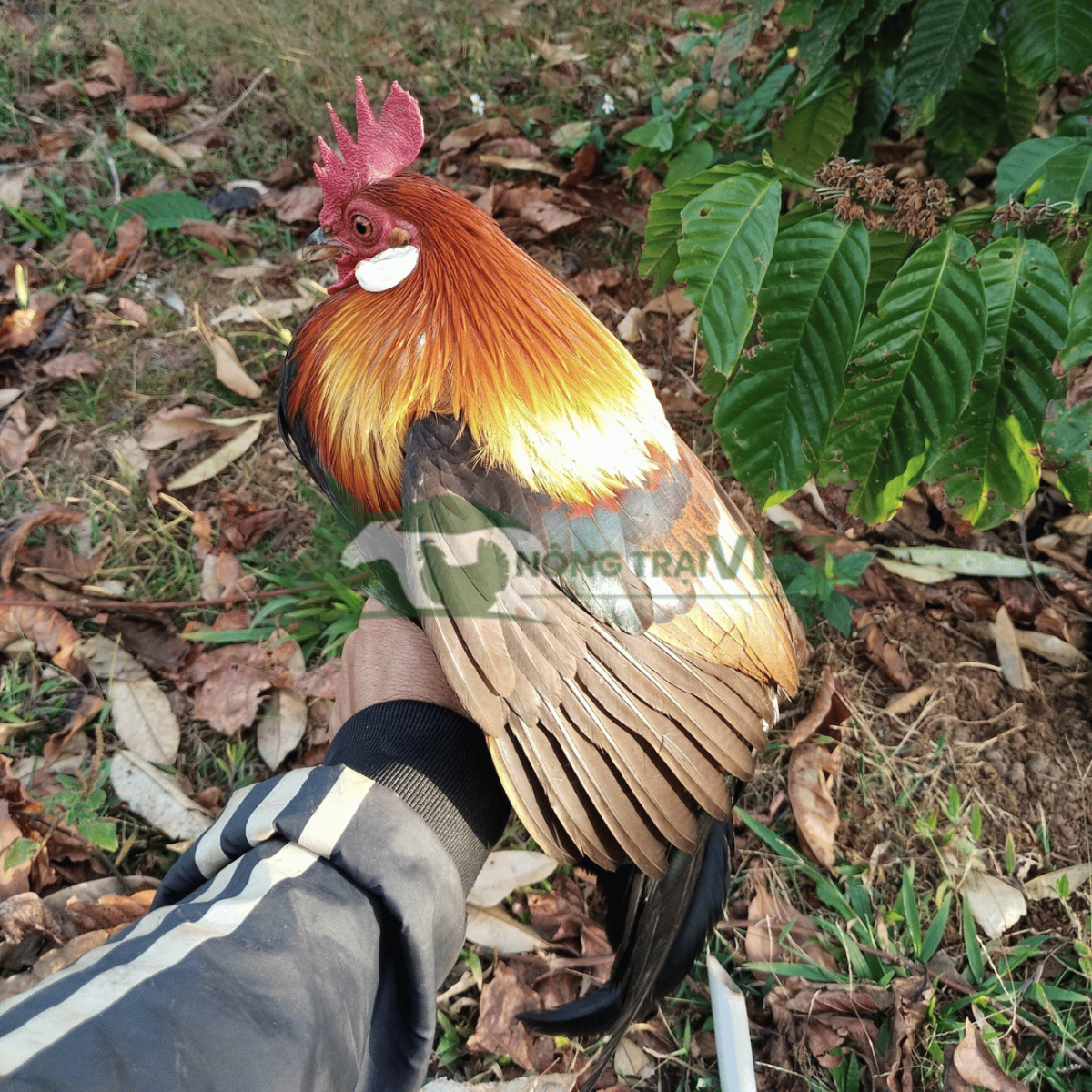 Gà rừng trống thuần chủng với bộ lông rực rỡ, tai trắng