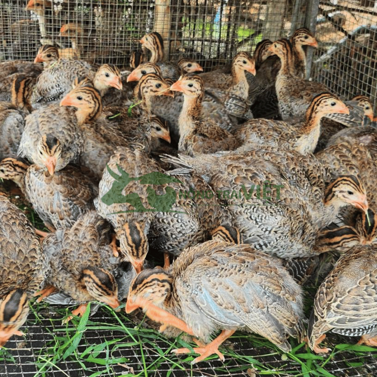 Gà sao con giống tiêm phòng đầy đủ tại Nông Trại Việt