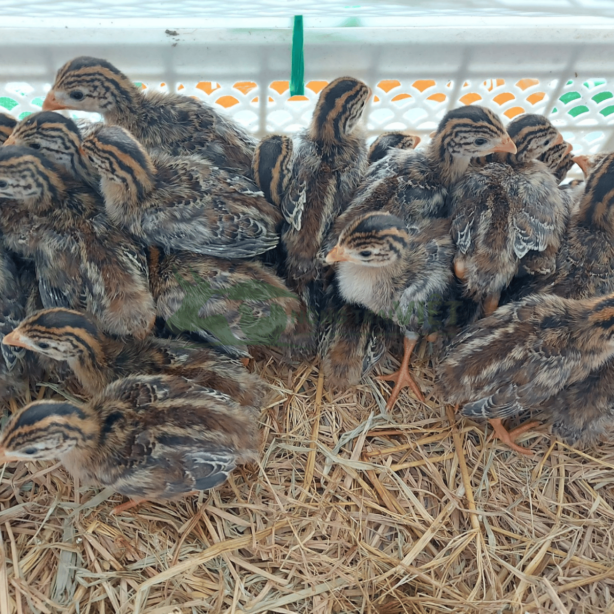 Chi tiết ngoại hình gà sao giống chuẩn gen Guinea Fowl