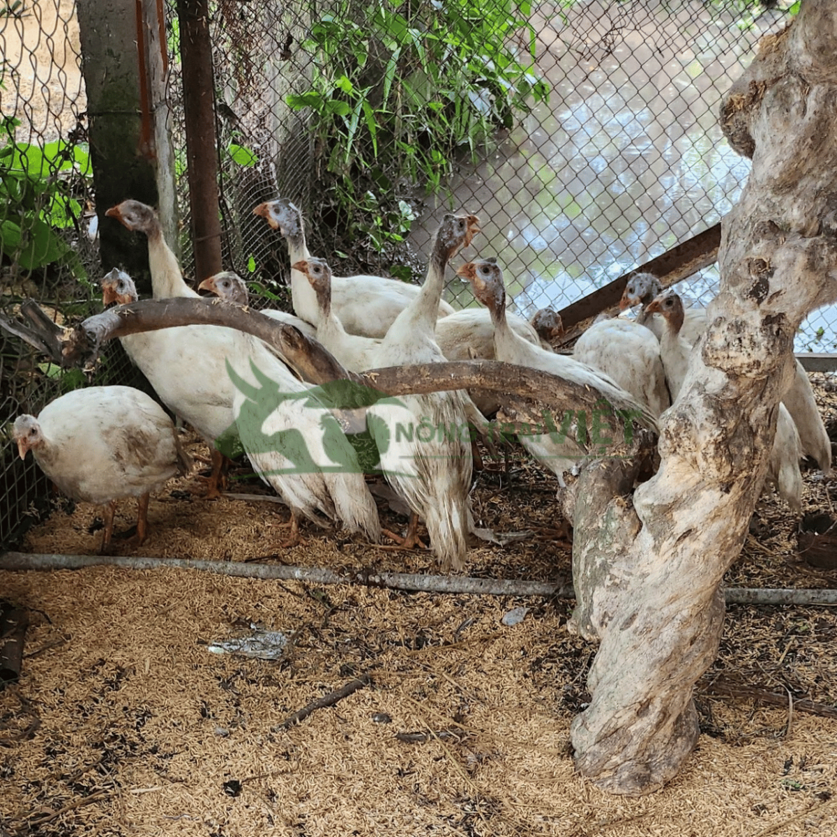 Bán gà sao giống chất lượng cao tại phường Sài Gòn thành phố Hồ Chí Minh