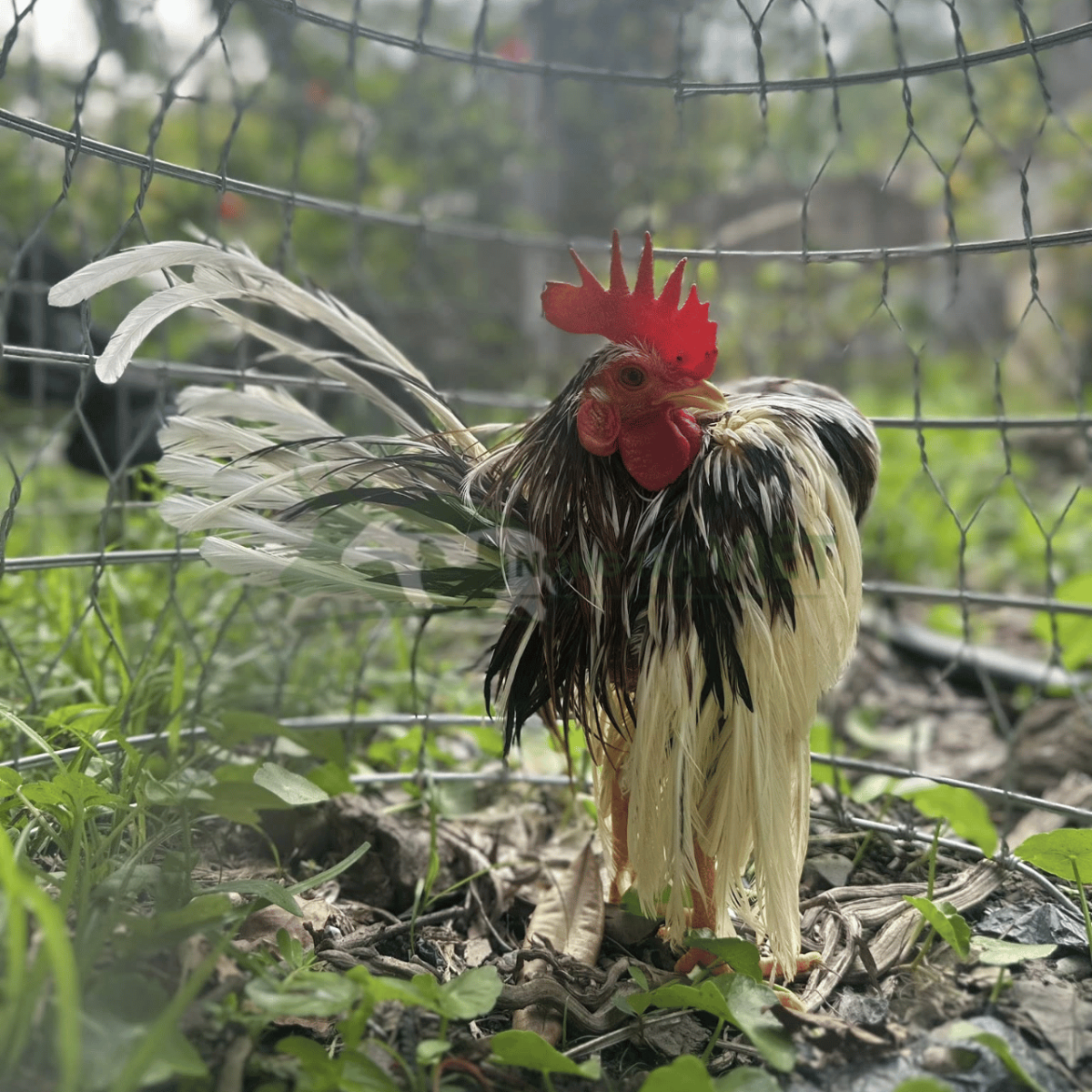 Bán gà Serama giống chất lượng cao tại phường Sài Gòn thành phố Hồ Chí Minh