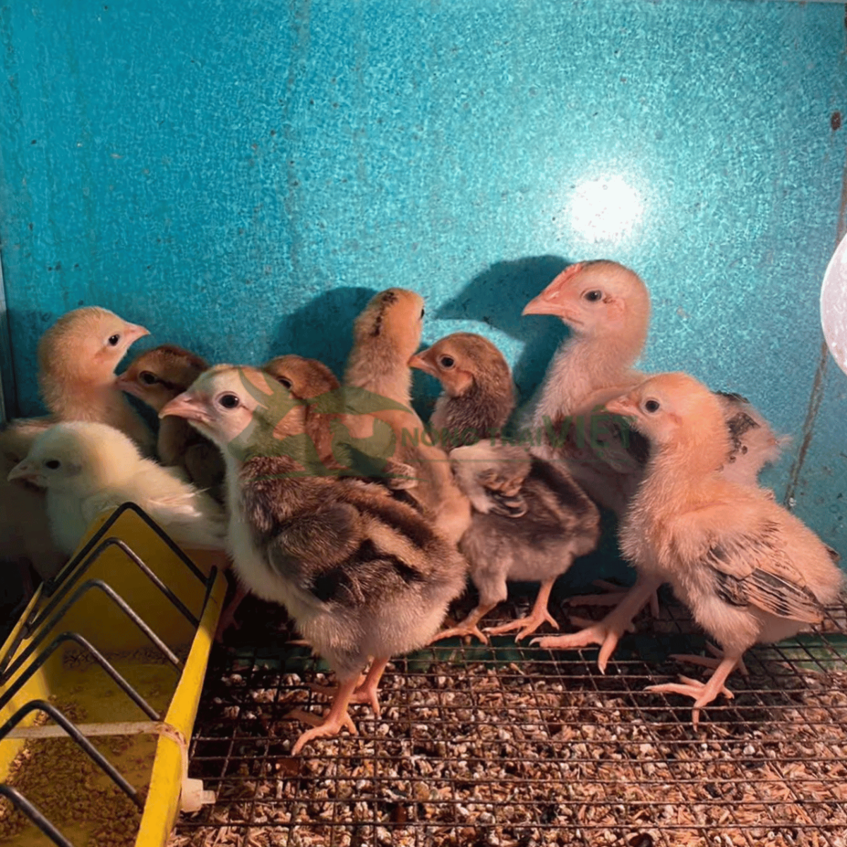 Bán gà ta lai nòi giống chất lượng cao tại phường Sài Gòn thành phố Hồ Chí Minh