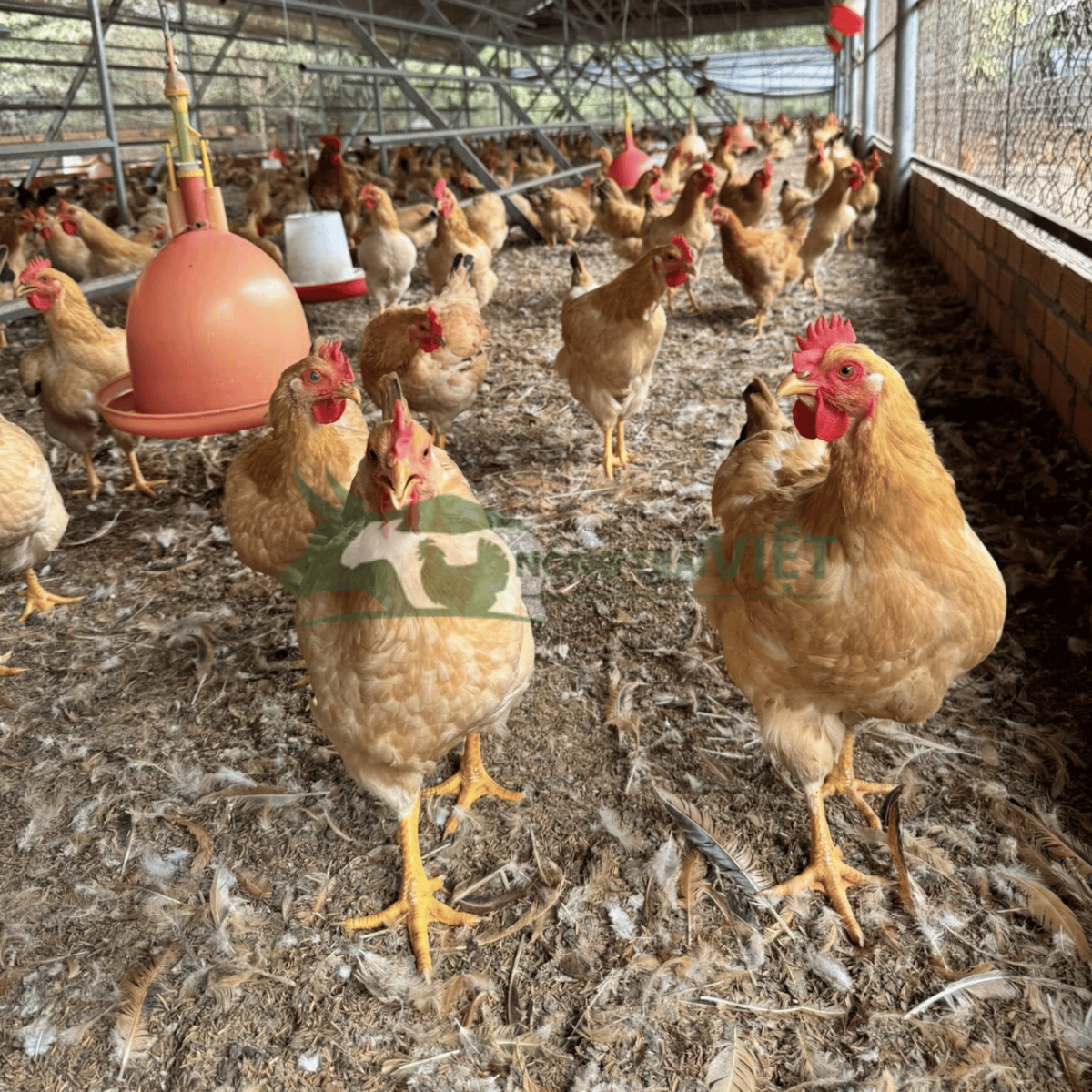 Bán gà Tam Hoàng giống chất lượng cao tại phường Sài Gòn thành phố Hồ Chí Minh