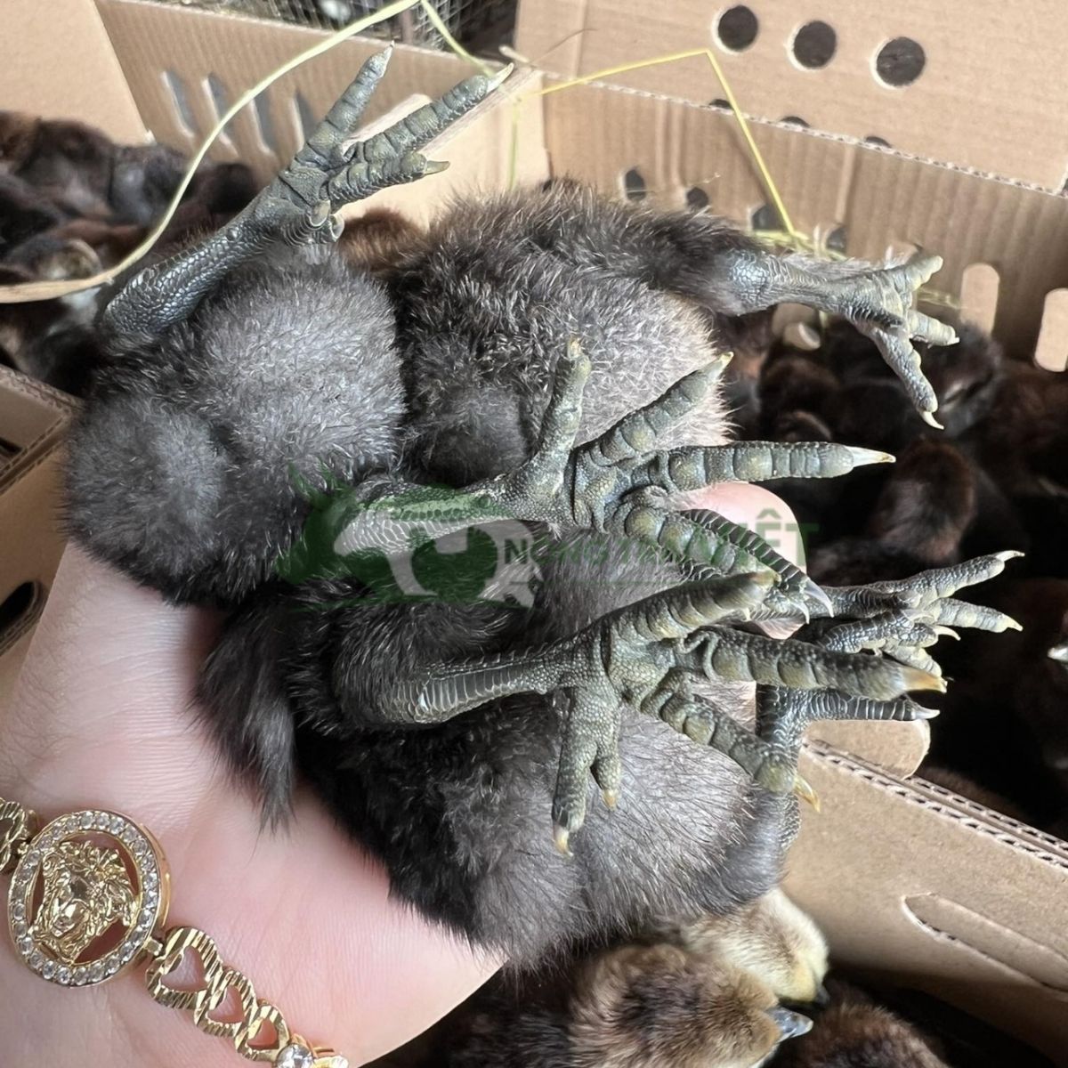 Gà con H'Mông giống F1 khỏe mạnh được tiêm phòng đầy đủ