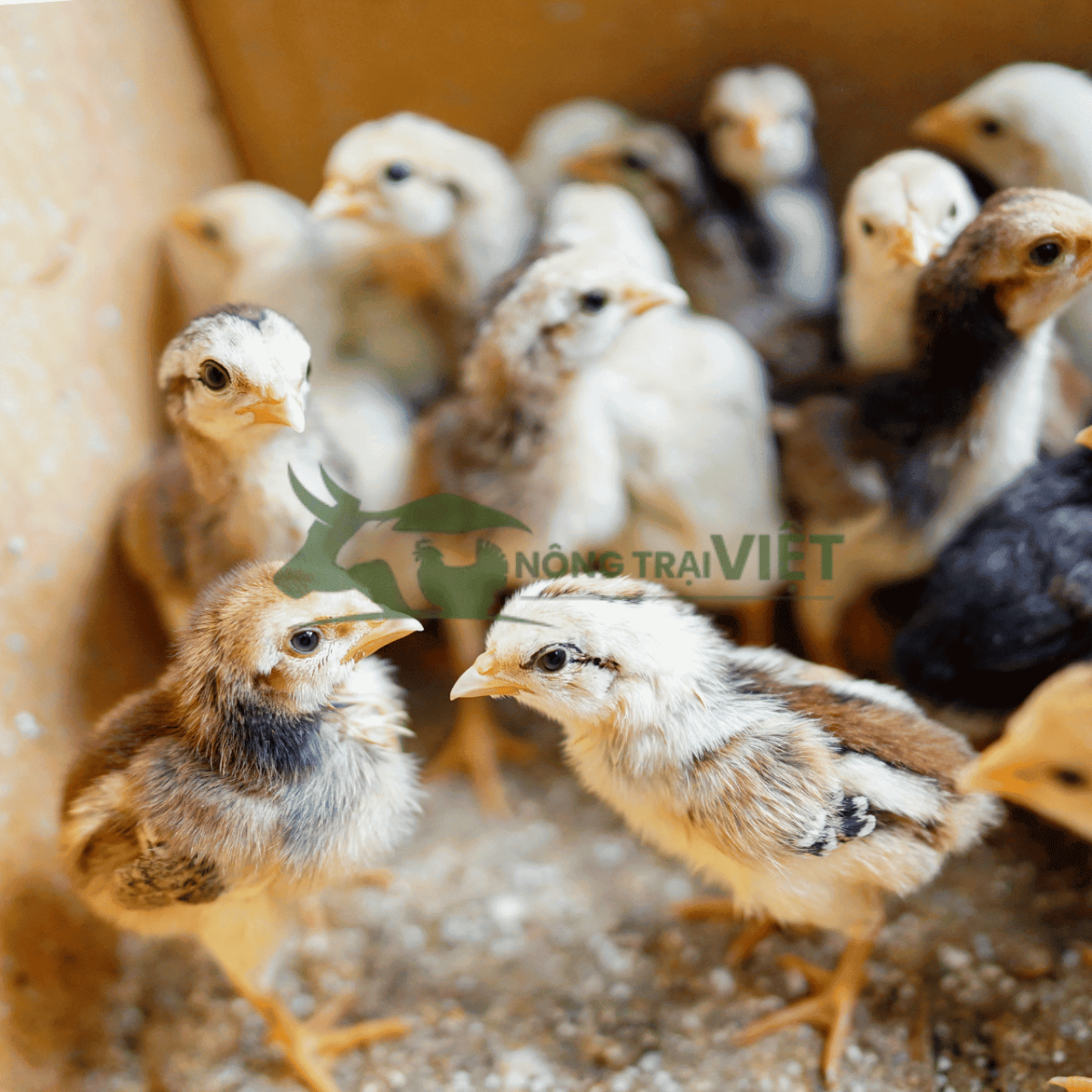 Bảng giá các dòng gà giống tại Nông Trại Việt