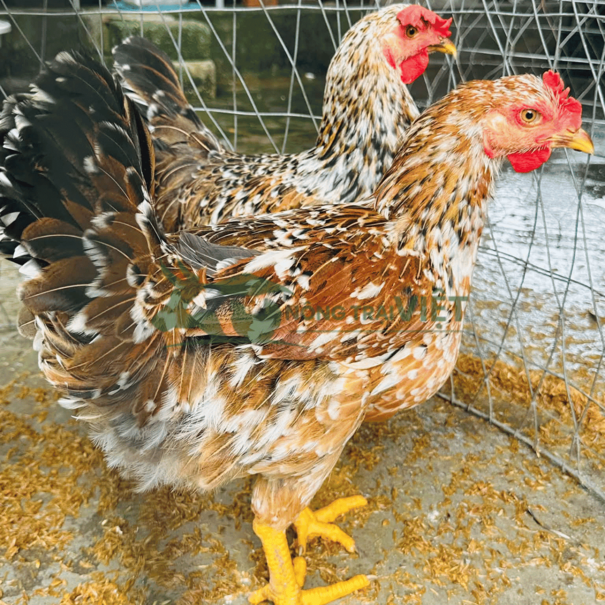 Các dòng gà giống hướng thịt và thả vườn