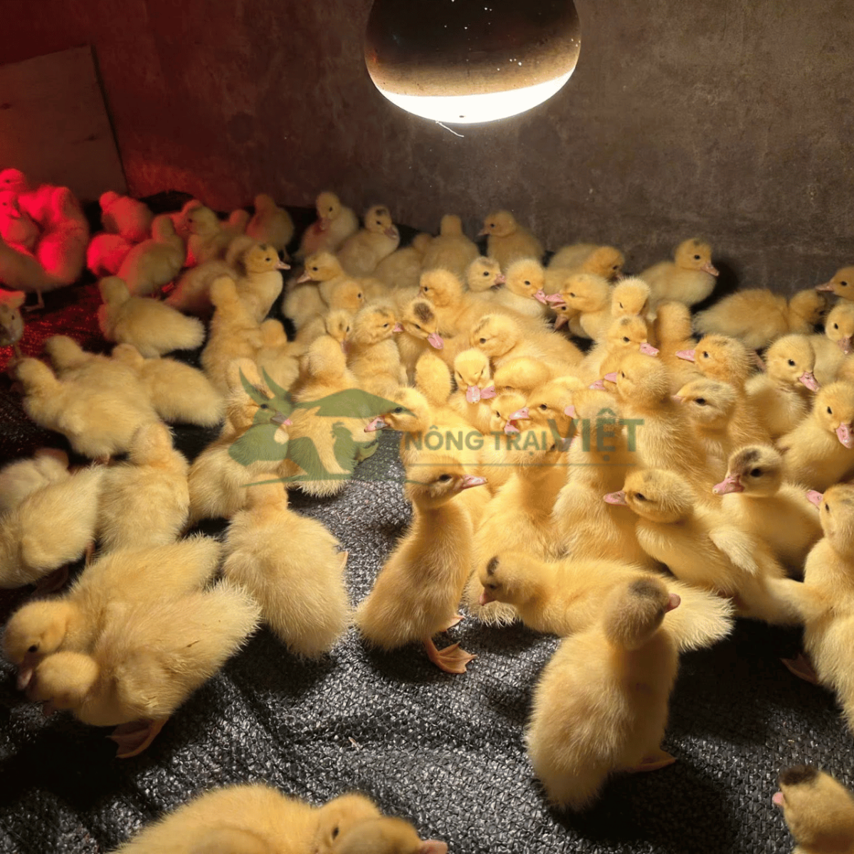 Đàn con giống khỏe mạnh nhanh nhẹn có ngoại hình đồng đều
