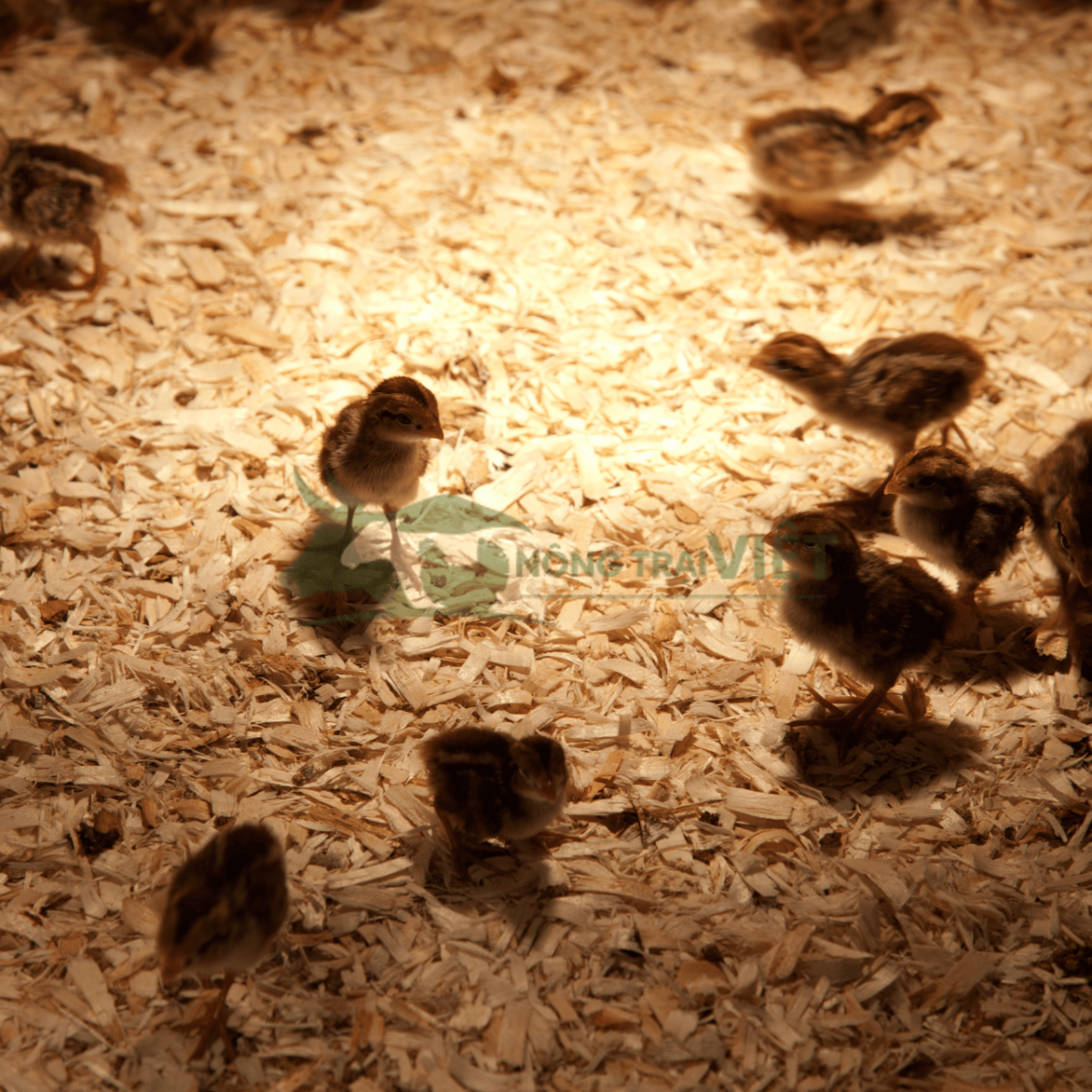 Đàn chim cút non đang được úm trong chuồng với nhiệt độ ấm áp dịp đầu năm