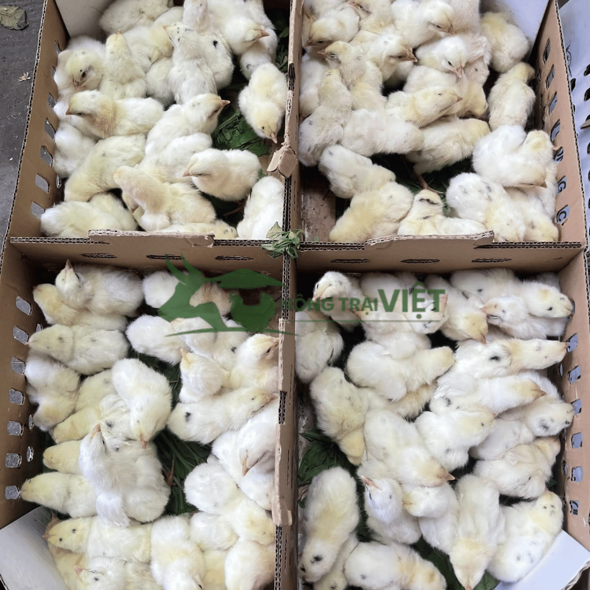 Đàn gà giống được chăm sóc trong chuồng thông thoáng vào ngày nắng nóng