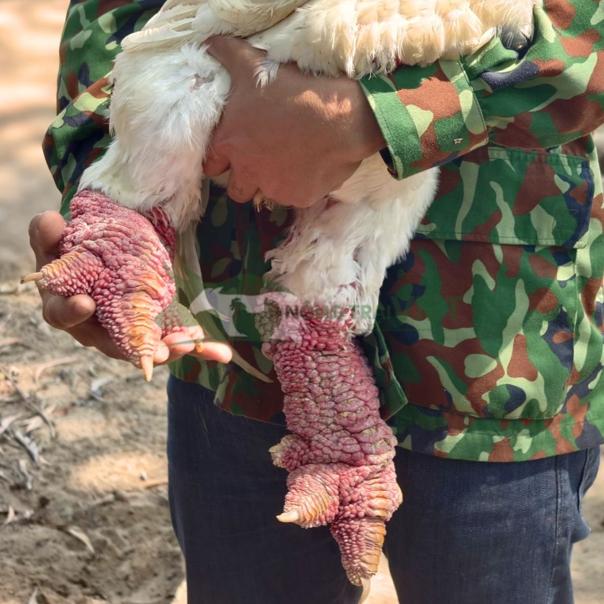 Đặc điểm cặp chân vảy rồng đồ sộ của gà Đông Tảo Tiến Vua