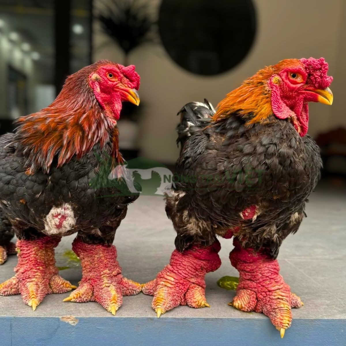 Cận cảnh chân gà Đông Tảo F1 với lớp vảy thịt dày đặc trưng