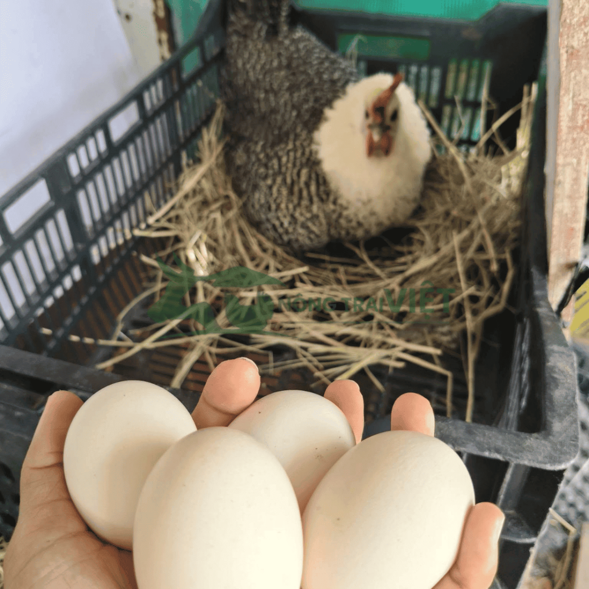 Chọn dòng gà giống phù hợp với mục tiêu chăn nuôi