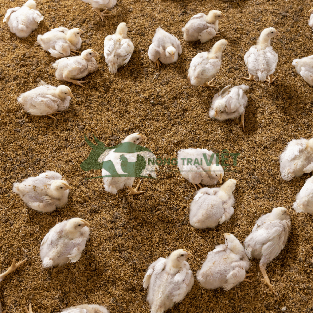 Chuồng nuôi sử dụng đệm lót sinh học khô ráo, sạch sẽ