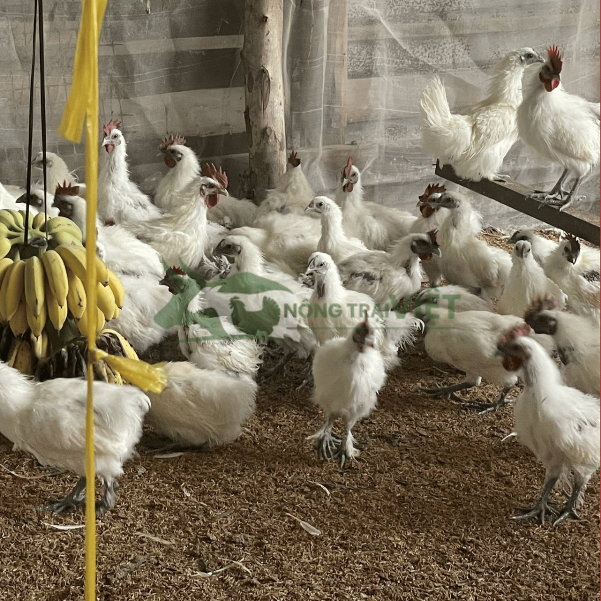 Đặc điểm ngoại hình gà ác lông trắng xù chân đen