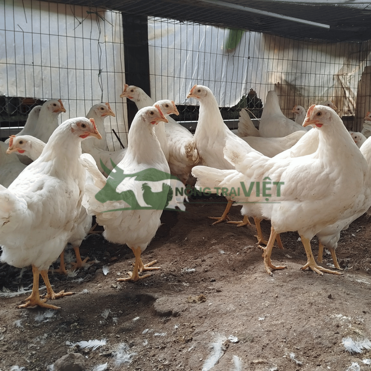 Đàn gà Ai Cập trắng giống chuẩn F1 lông trắng muốt