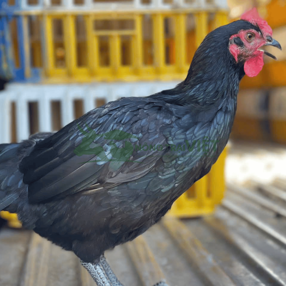 Gà lai chọi đen thả vườn với thân hình cơ bắp, lông đen nhánh