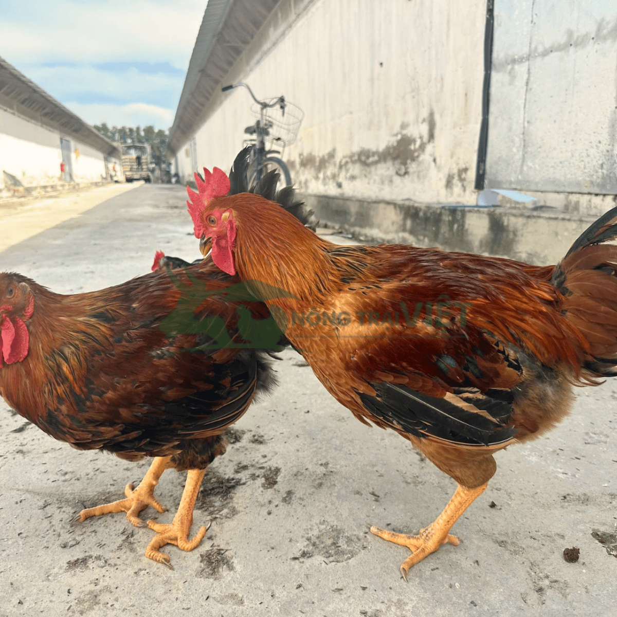 Đàn gà lai chọi sọc thả vườn lông mượt, đồng đều