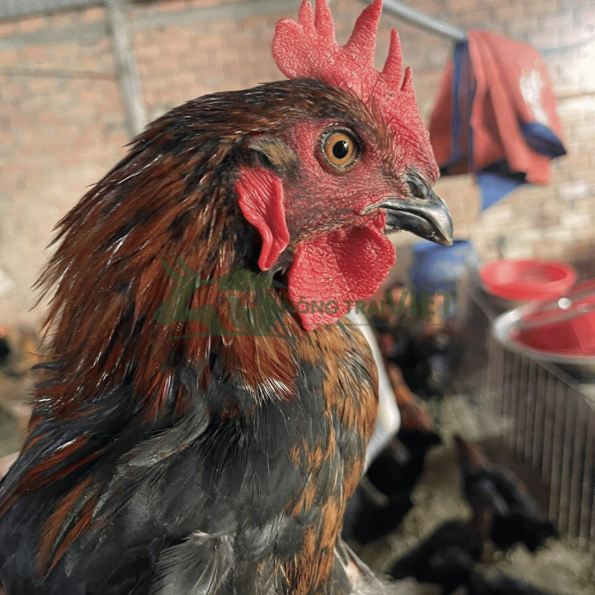 Tư vấn quy trình chăn nuôi gà Lai Chọi Sọc giống chuyên nghiệp tại Nông Trại Việt