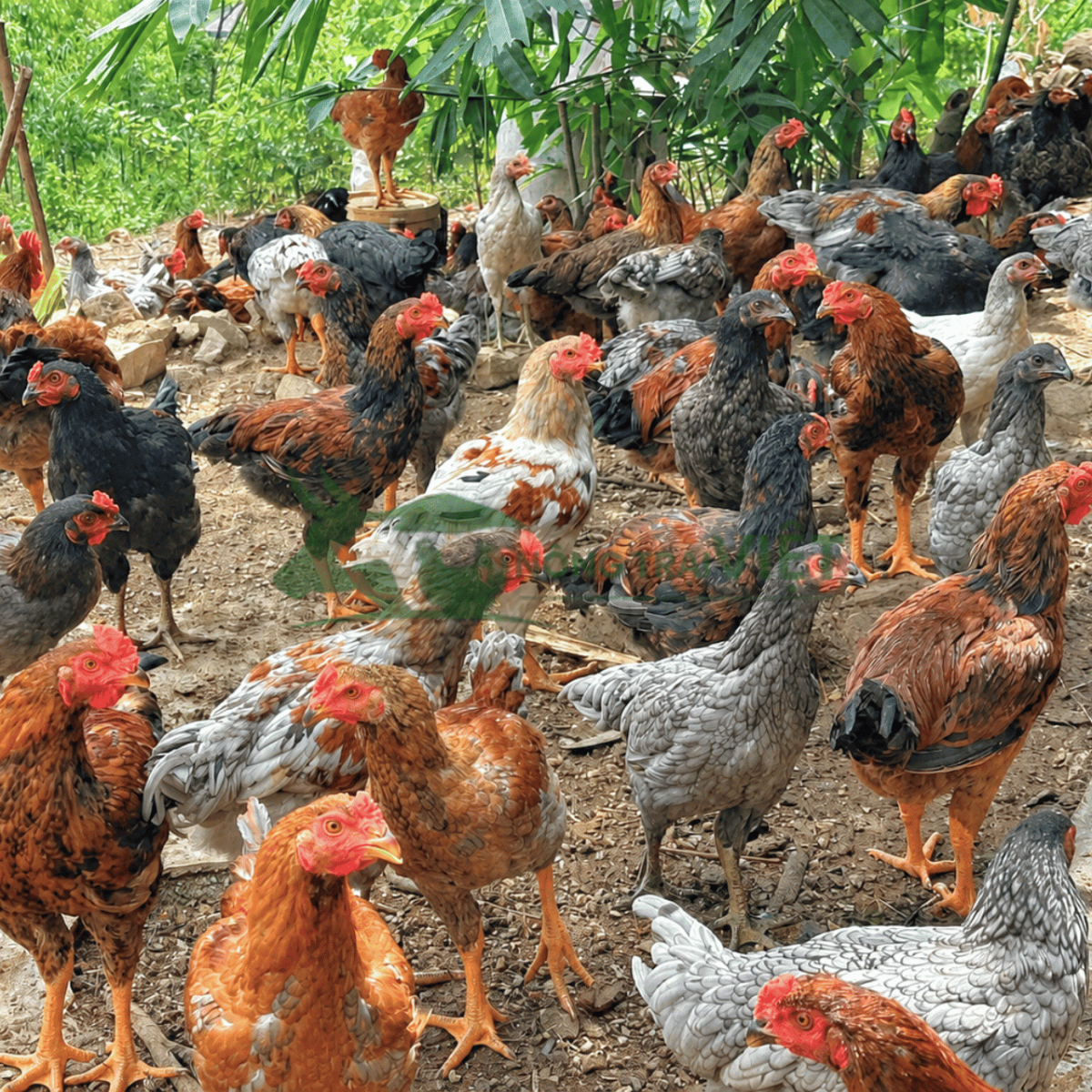 Đặc điểm ngoại hình gà lai chọi xám đá