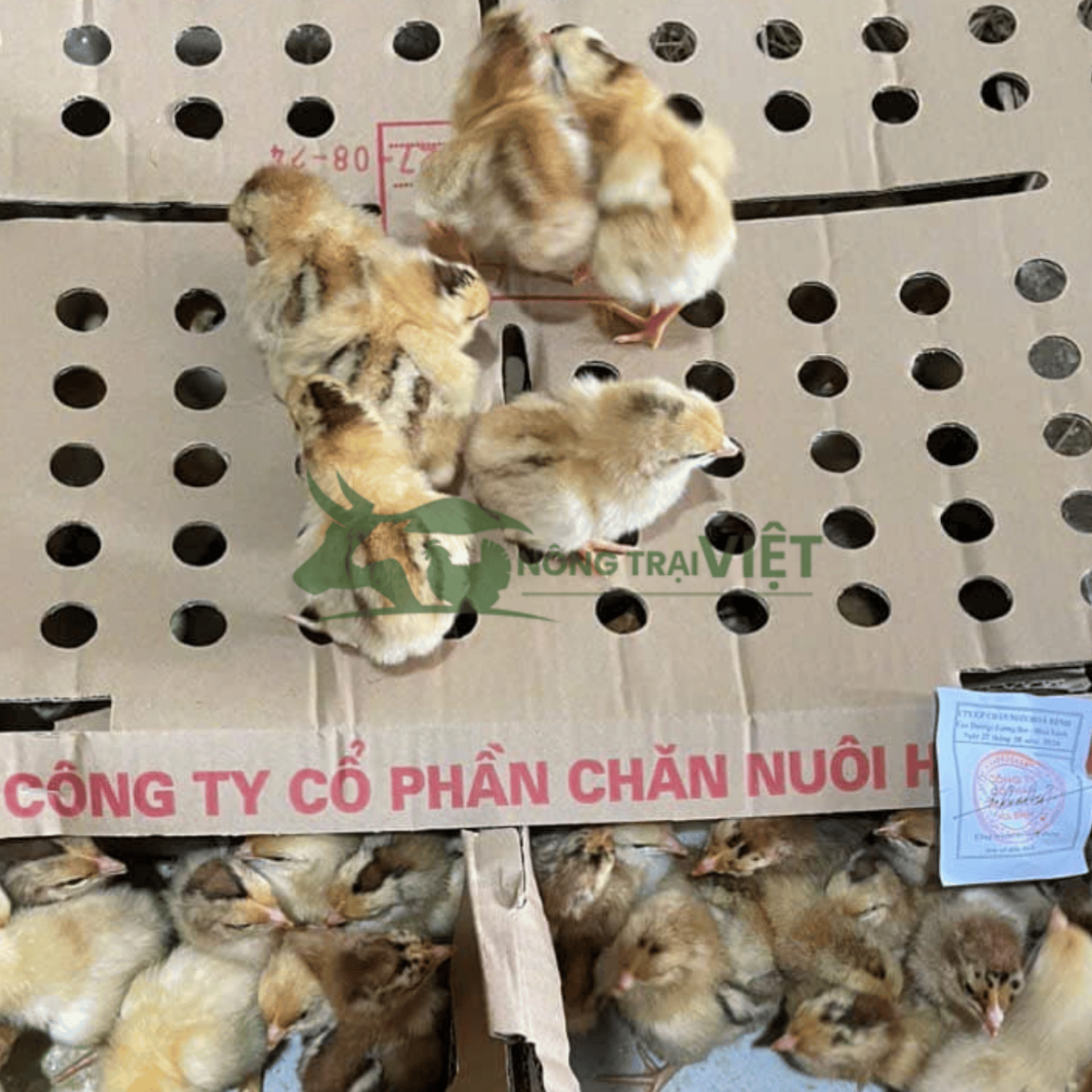 Cung cấp gà Lương Phượng giống chất lượng cao tại Phường Cầu Ông Lãnh Thành phố Hồ Chí Minh