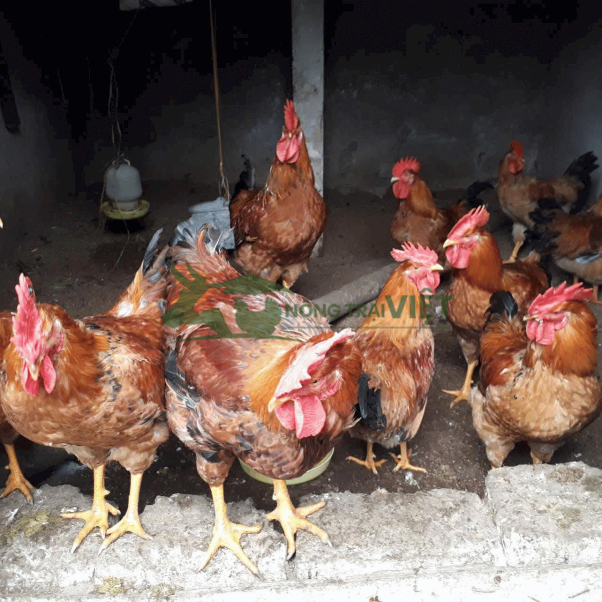 Tư vấn quy trình chăn nuôi gà Lương Phượng giống tại Nông Trại Việt