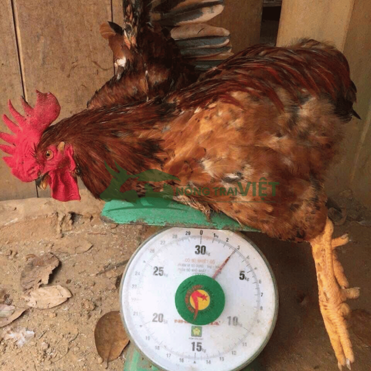 Tư vấn quy trình chăn nuôi gà Lương Phượng giống tại Nông Trại Việt