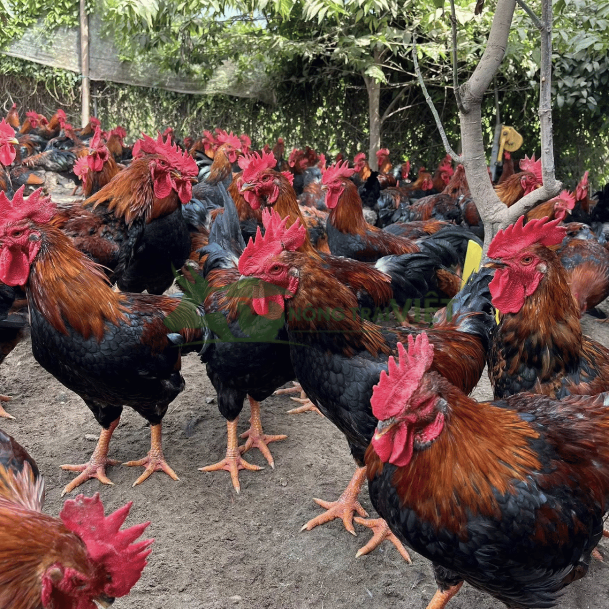 Hỗ trợ kỹ thuật chăn nuôi gà Mía giống tại Tân Hưng TP.HCM