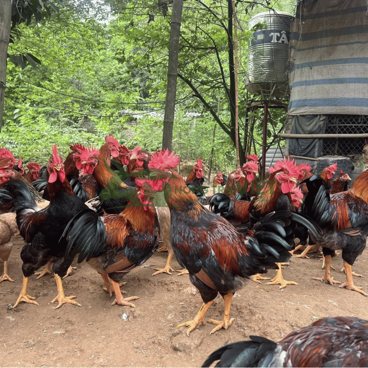 Hỗ trợ kỹ thuật chăn nuôi gà Mía giống tại Phú Lâm TPHCM