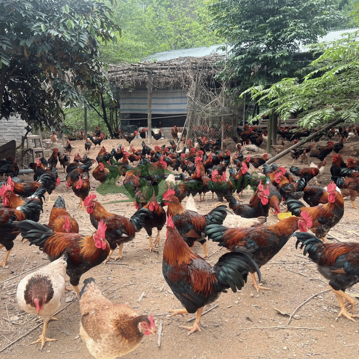 Gà Mía trưởng thành vóc dáng vạm vỡ thịt săn chắc