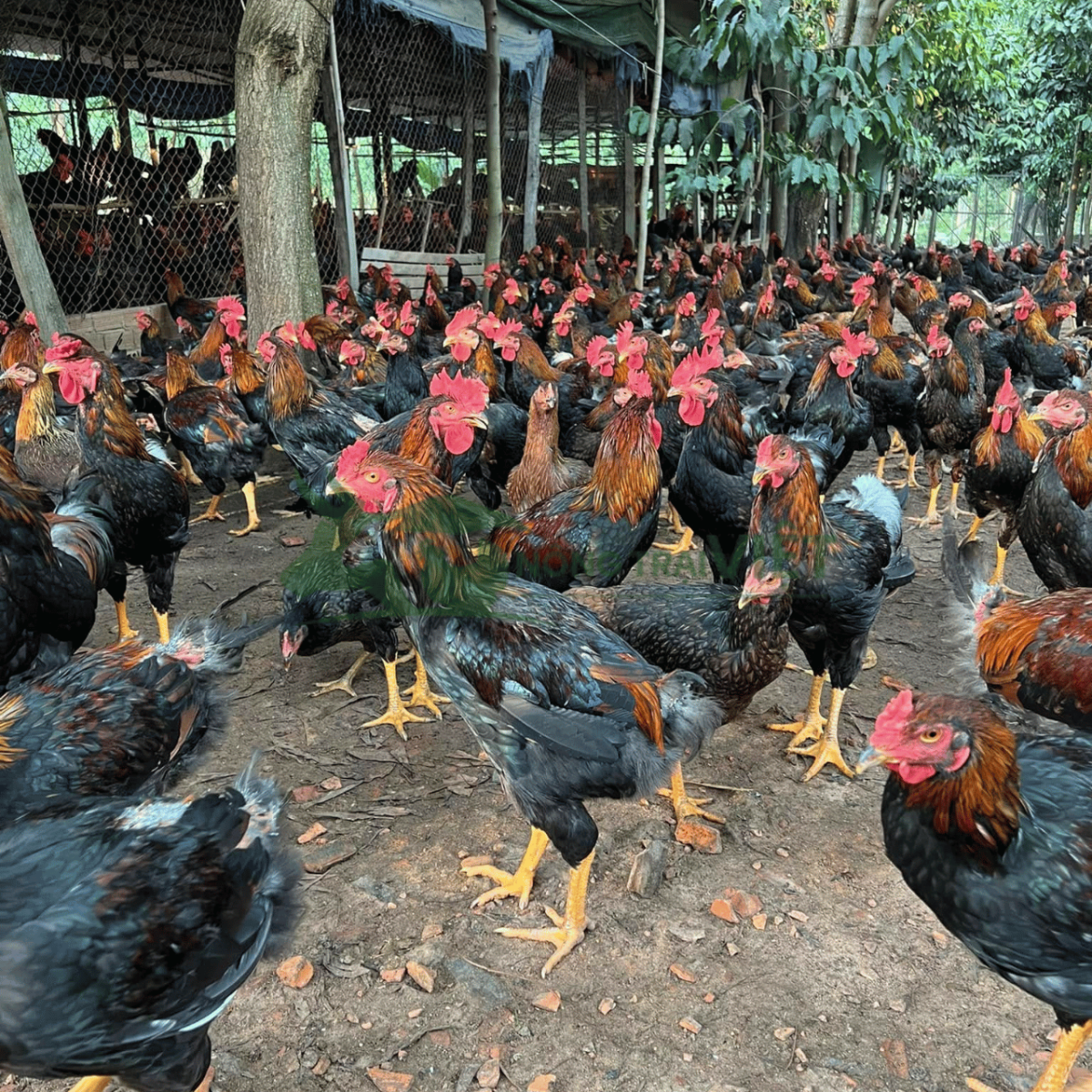 Đàn gà Minh Dư thả vườn đồng đều, lông tía và vàng rơm đẹp mắt