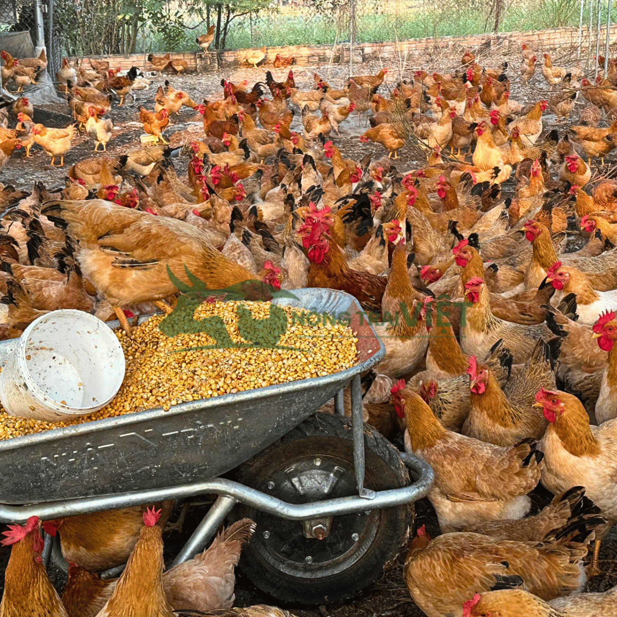 Đàn gà ri lai thả vườn lông tía mận và vàng rơm tuyệt đẹp