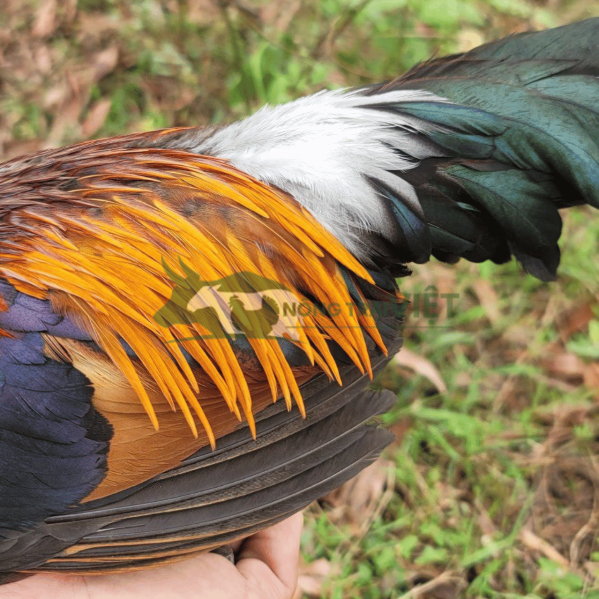 Đặc điểm ngoại hình gà rừng trống lông ngũ sắc kiêu hãnh