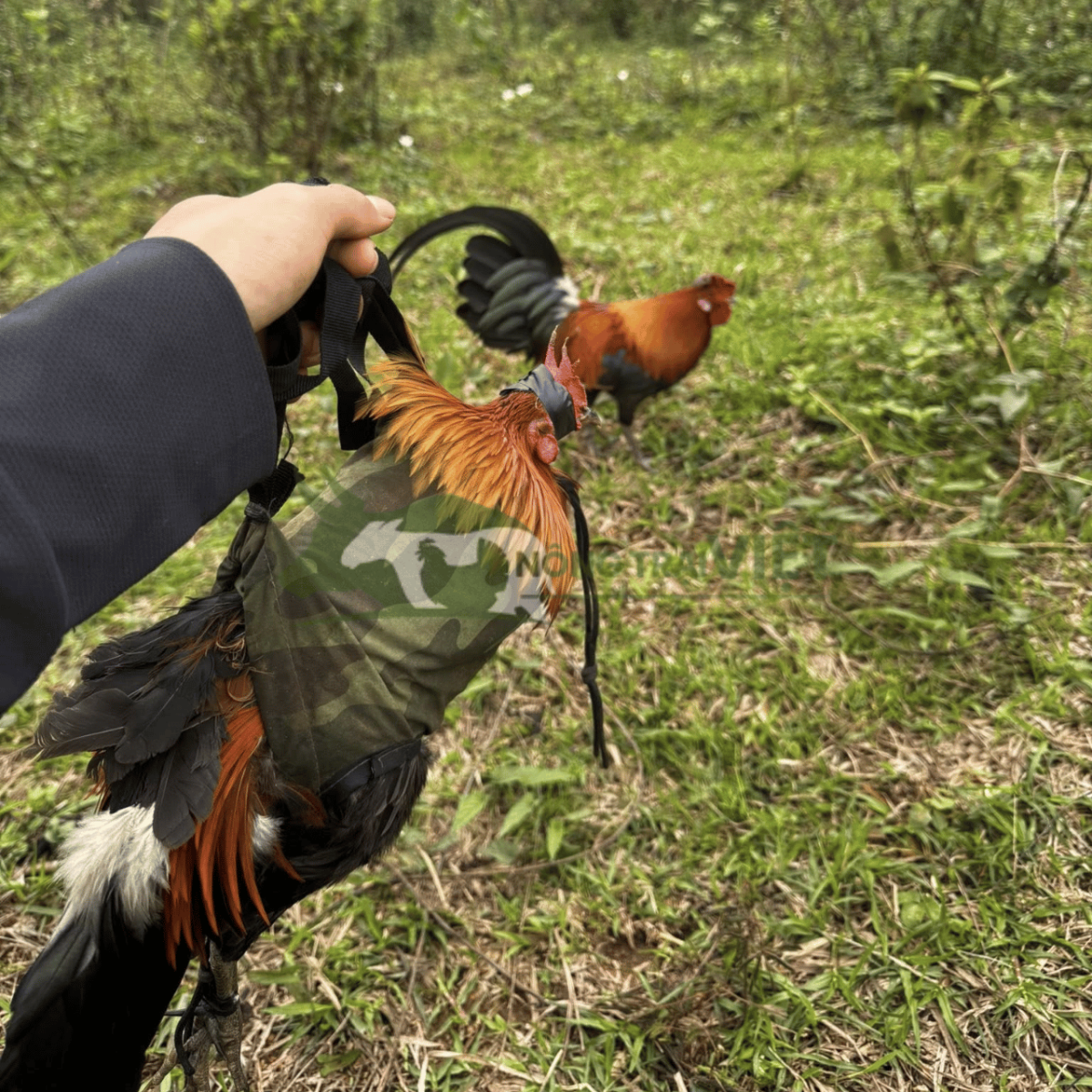 Cung cấp gà rừng giống thuần chủng tại Phường Bàn Cờ