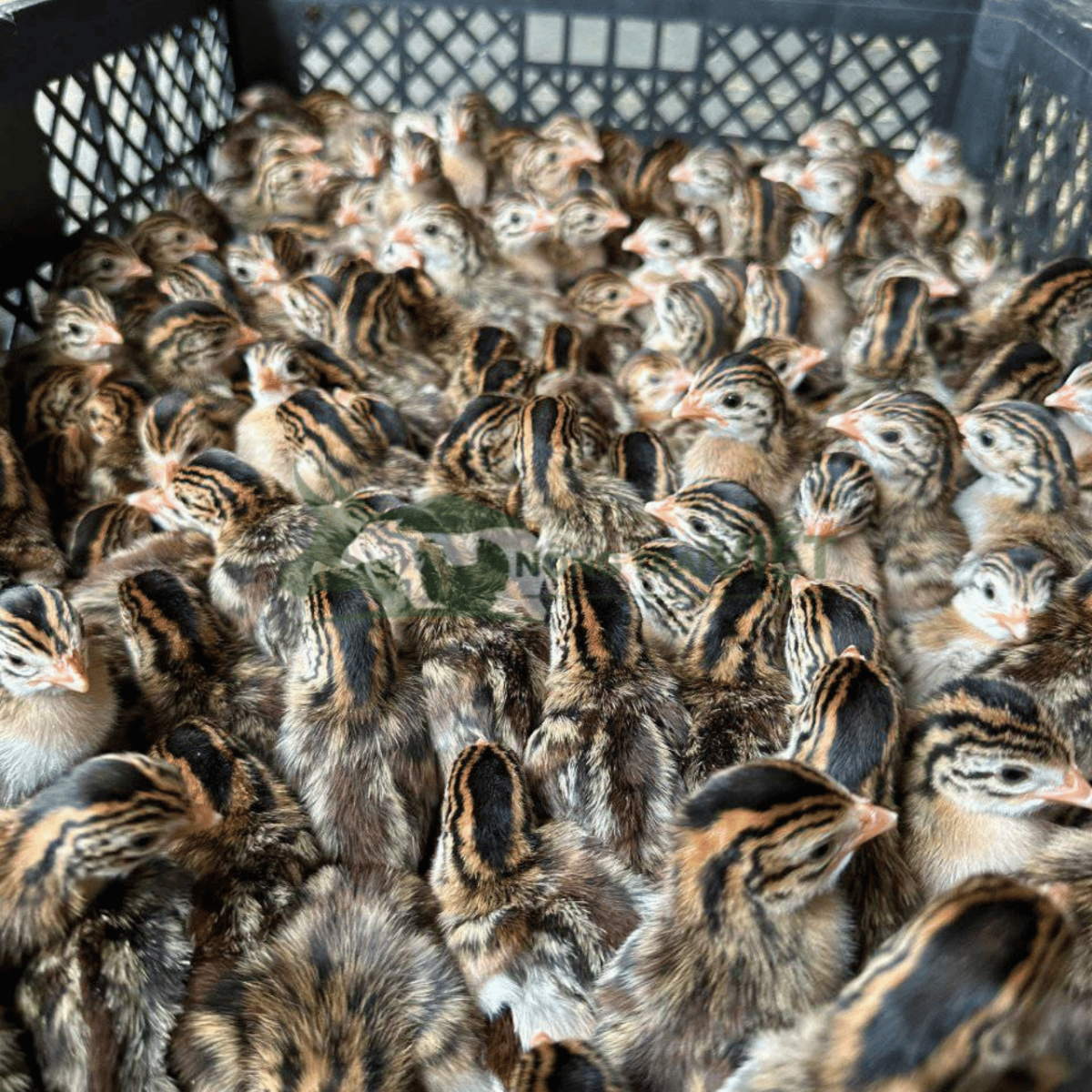 Đàn gà sao lông chấm bi tự tìm kiếm thức ăn ngoài tự nhiên