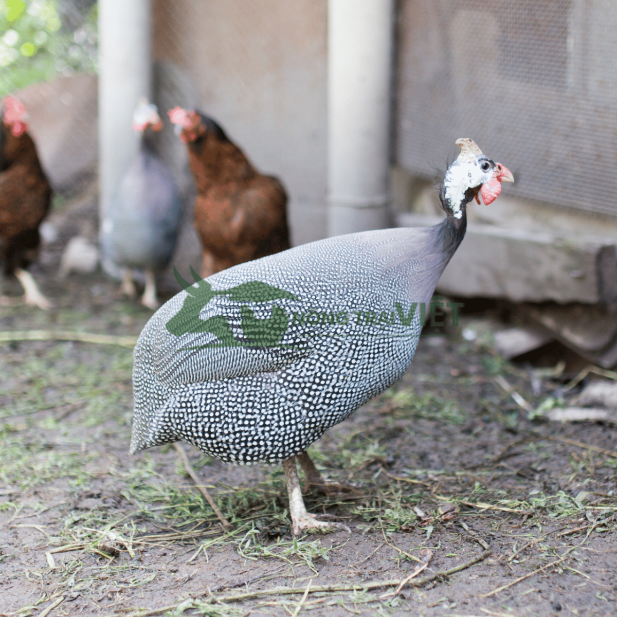 Đặc điểm ngoại hình gà sao thuần chủng thịt săn chắc