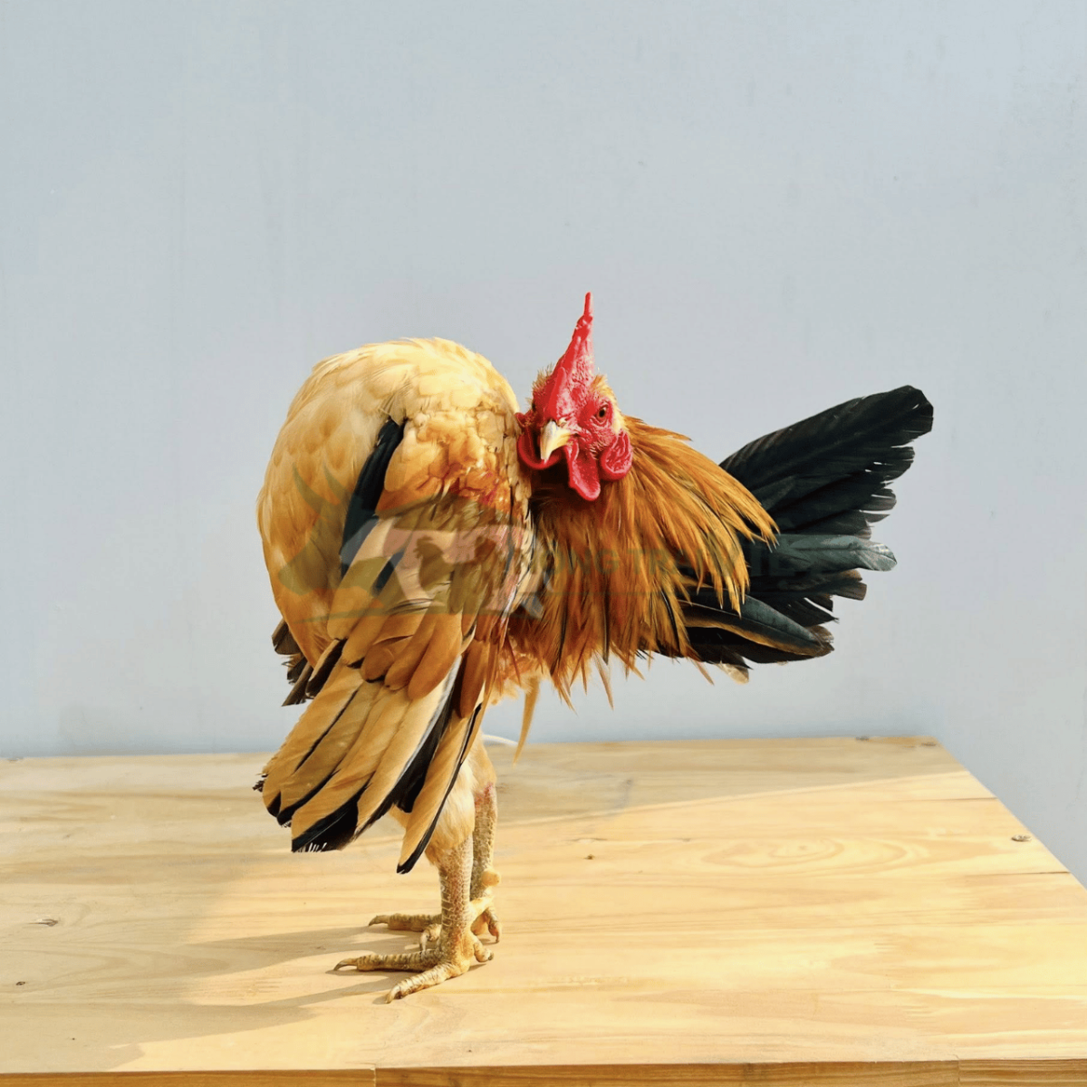 Gà Serama trưởng thành với dáng đứng ưỡn ngực kiêu hãnh