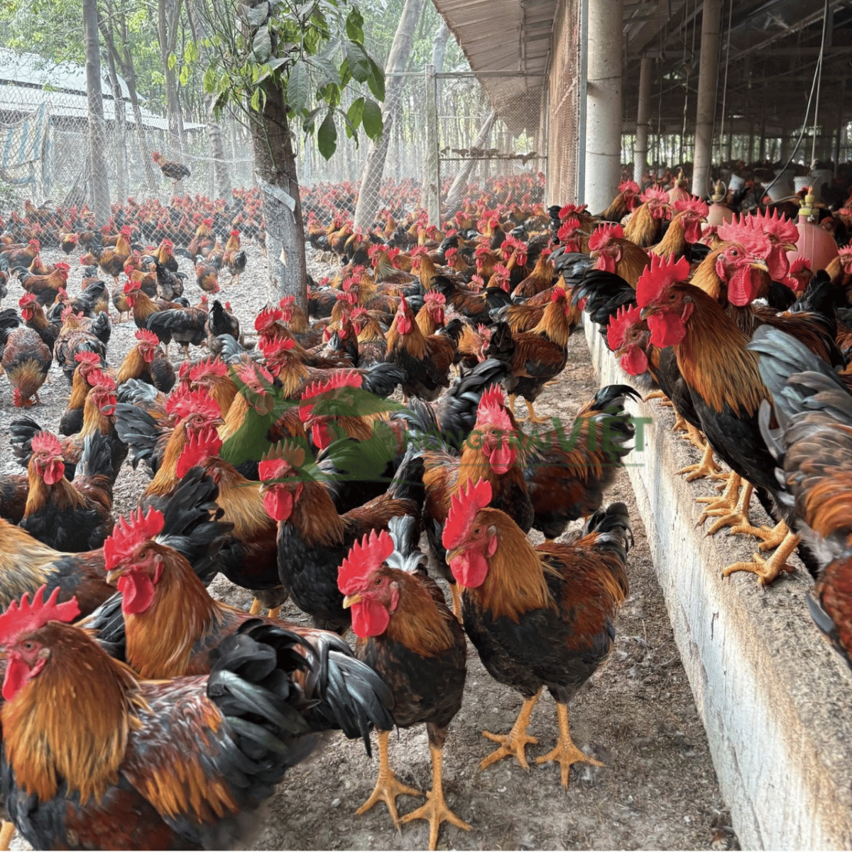 Gà chíp thả vườn da vàng thịt săn chắc