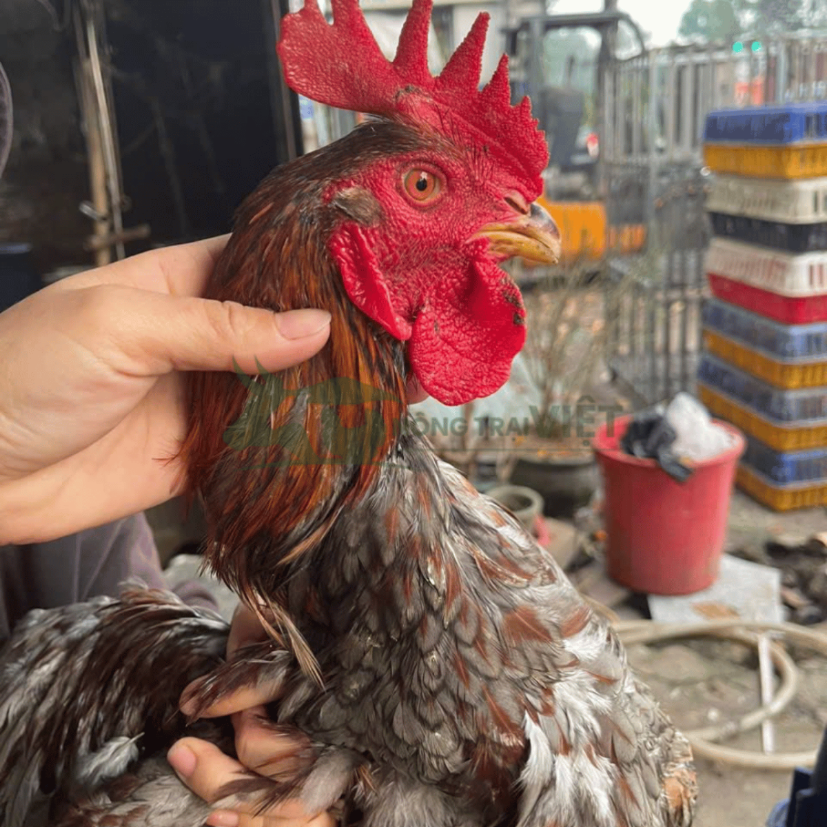 Gà ta lai nòi thả vườn với mã lông đẹp, da vàng óng