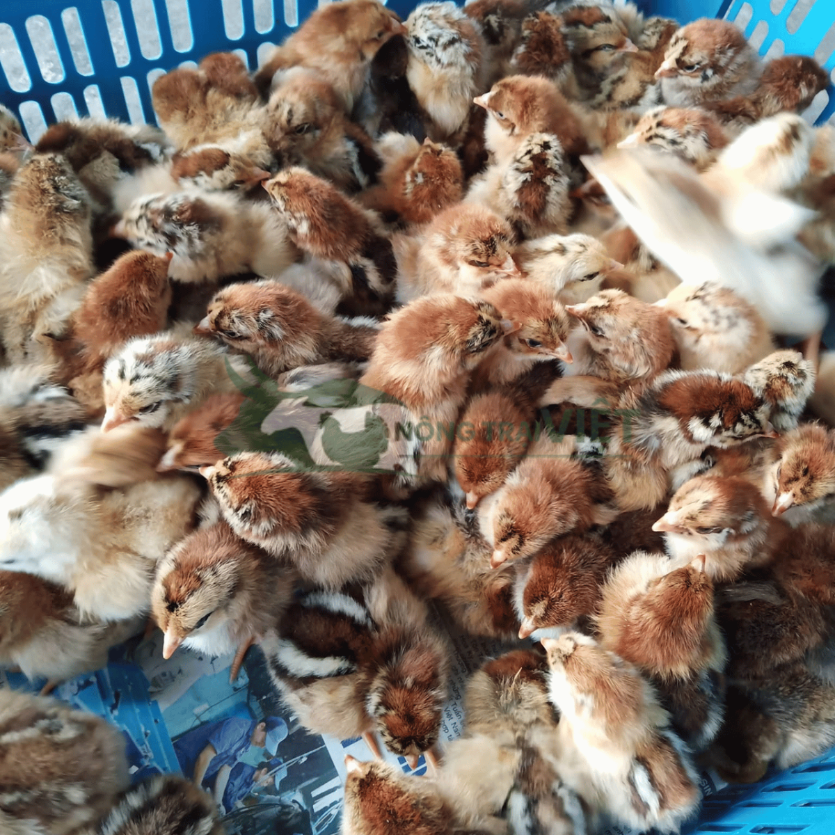 Gà Tam Hoàng con giống tại trại ấp Nông Trại Việt