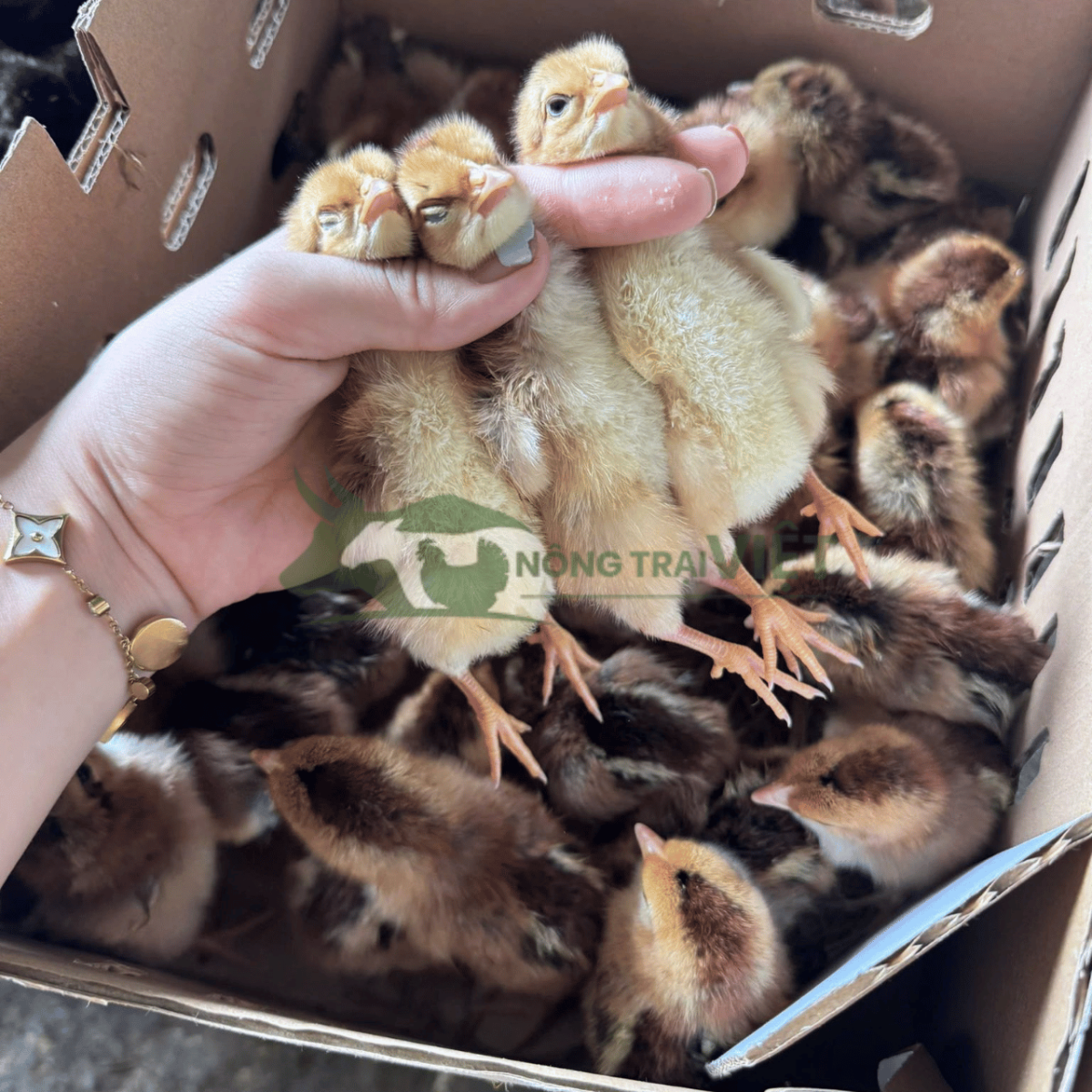 Chi tiết ngoại hình và đặc điểm chân vàng của gà Tam Hoàng giống chuẩn gen