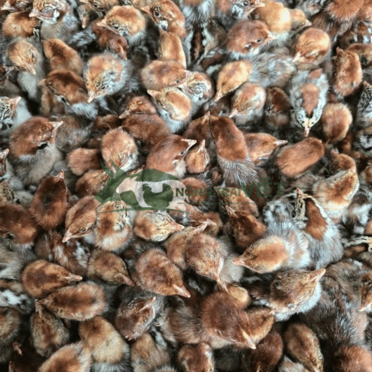 Đặc điểm ngoại hình gà Ai Cập vằn giống chuẩn F1